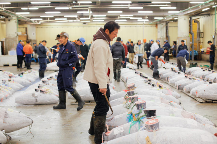 Tsukiji Fish Market in Tokyo. Man inspect fish before bidding begins.