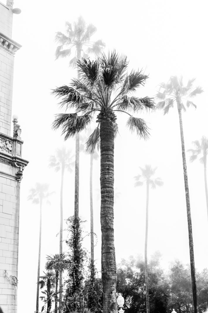 foggy palm trees at hearst castle in cambria california